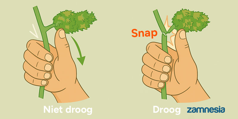 Hoe weet je of je toppen droog genoeg zijn om te curen?