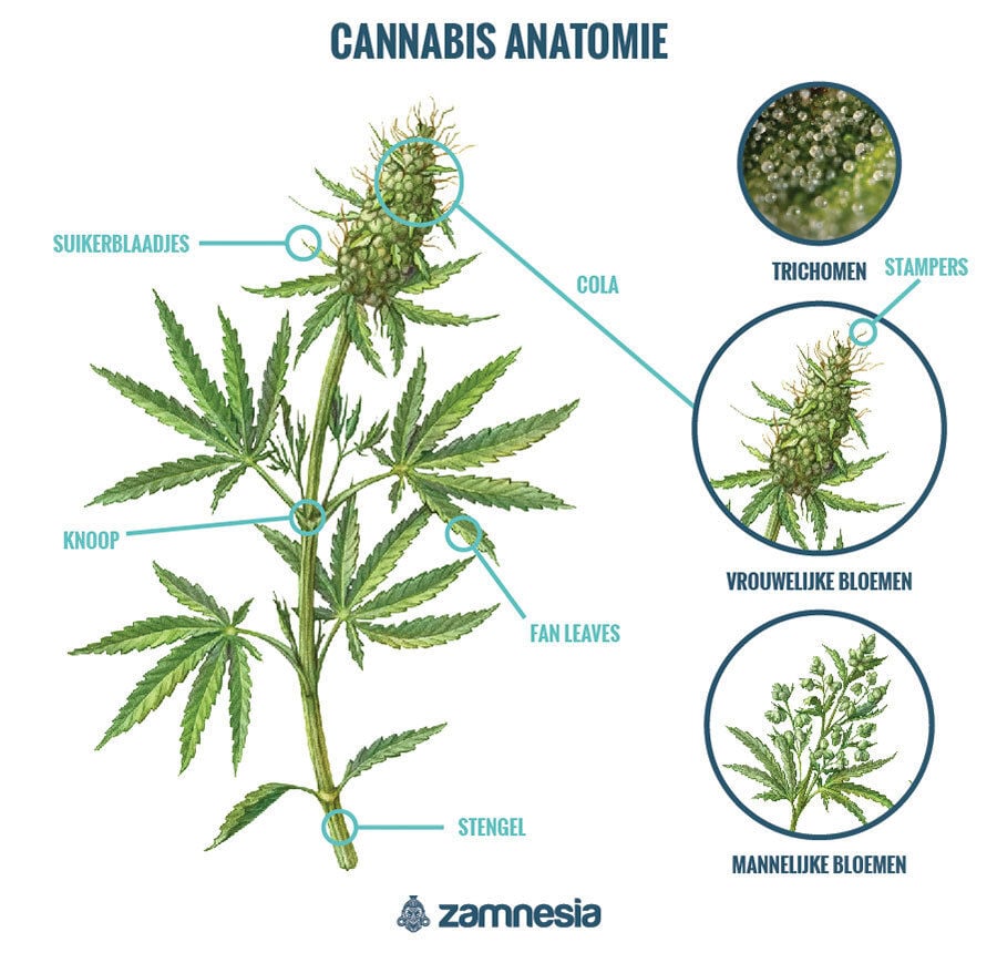 Cannabis-Anatomie