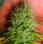 Chrystal Nirvana Seeds Chrystal Nirvana Seeds