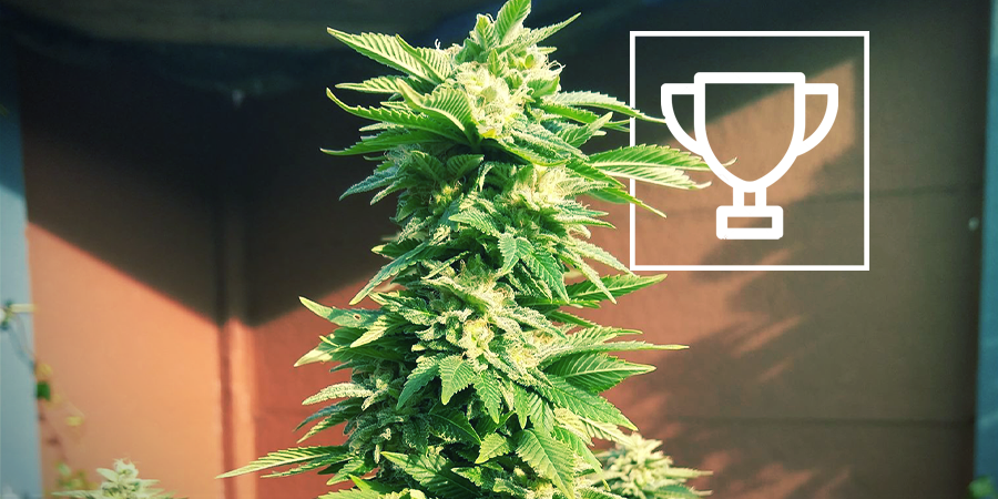 ZAMNESIA SEEDS - WHITE WIDOW: PRIJSWINNENDE "COFFEESHOPKONINGIN"