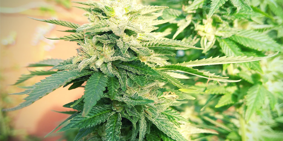 White Widow Feminized (Zamnesia Seeds) 