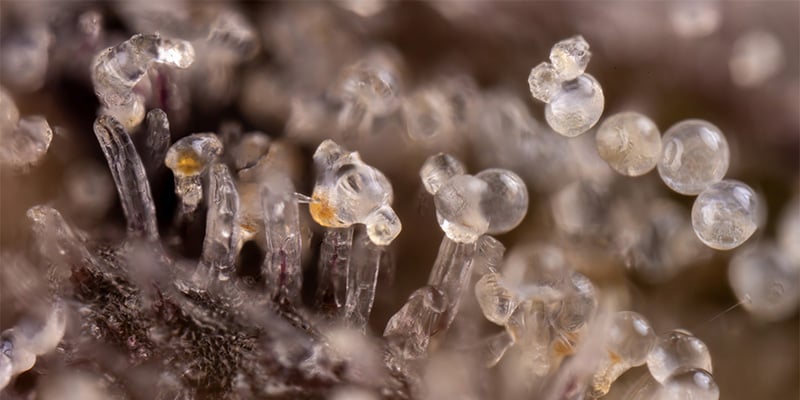 Trichomen