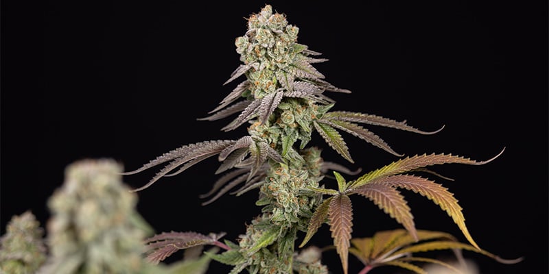 LA Kush Cake top