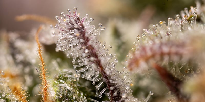 LA Kush Cake trichomen