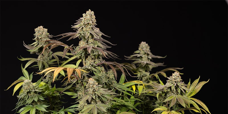 LA Kush Cake plant