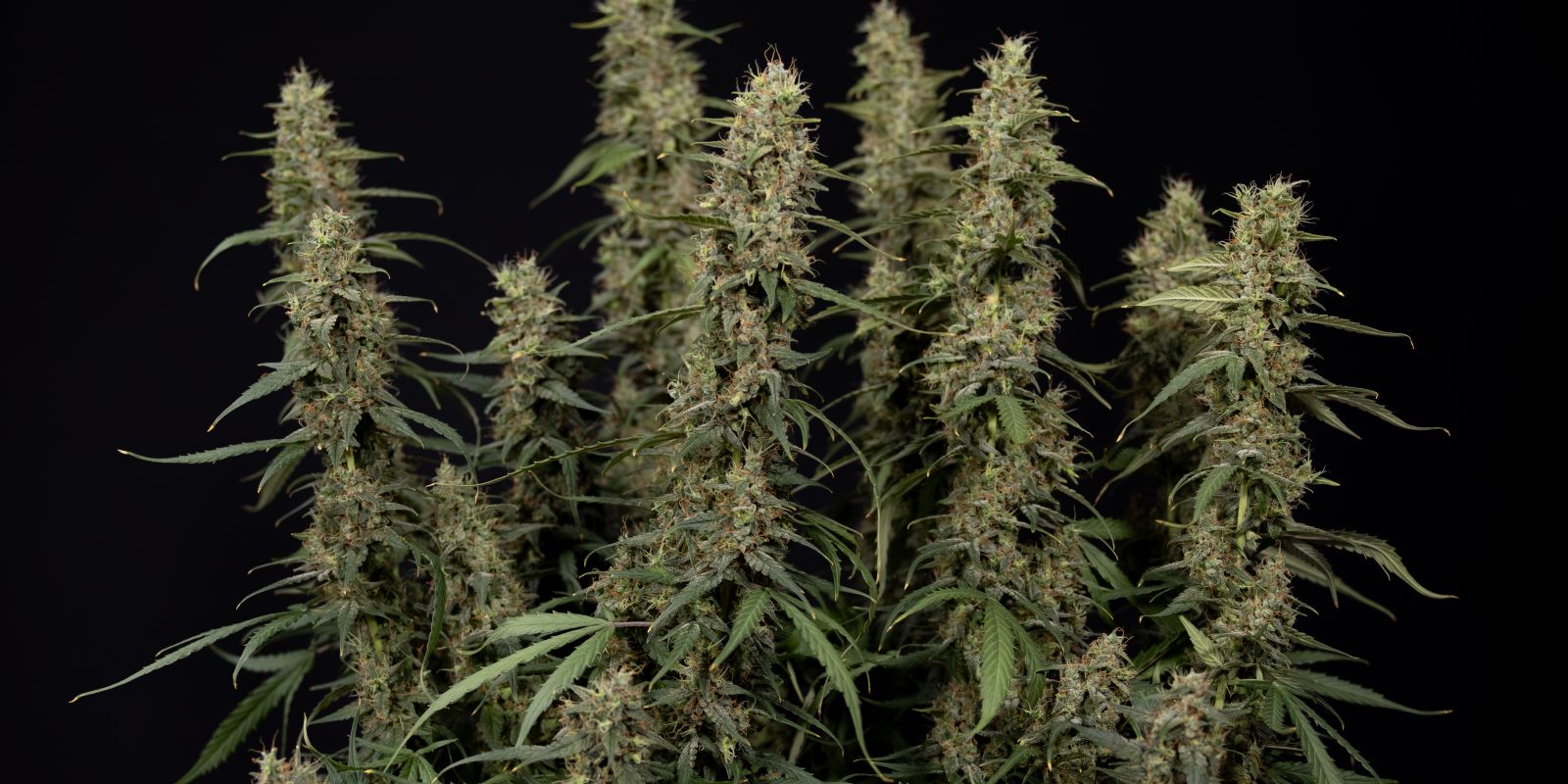 King Louis Auto top