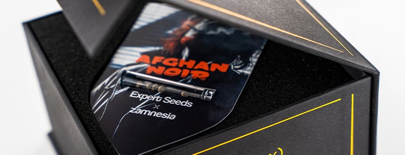 Genetica van Afghan Noir: Afghani x Sirius Black