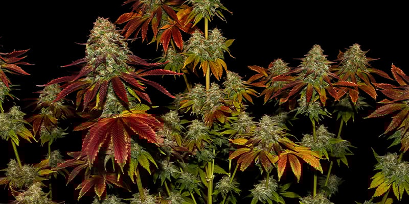 Bruce Banner 3 - Zamnesia Seeds