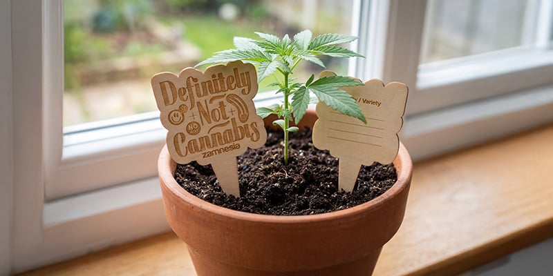 Houten Pot Markers - Zamnesia: houd alle details van je kweek bij Houten Pot Markers - Zamnesia: houd alle details van je kweek bij