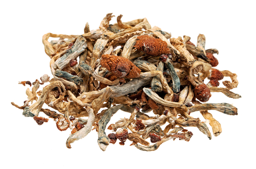 Psilocybe Cubensis