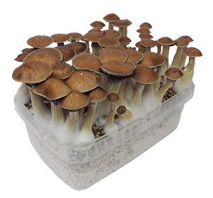 McKennai growkit