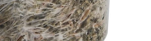 Gezonde mycelium Gezonde mycelium