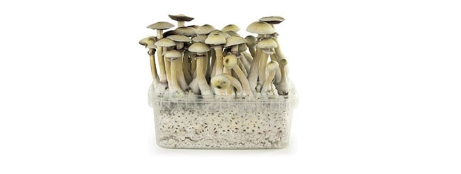 MushMush Grow Kit 'Moby Dick'