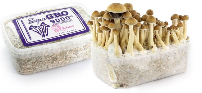 Paddo Growkits Supa Gro Paddo Growkits Supa Gro