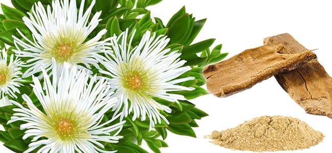 Kanna (Sceletium Tortuosum) Kanna (Sceletium Tortuosum)