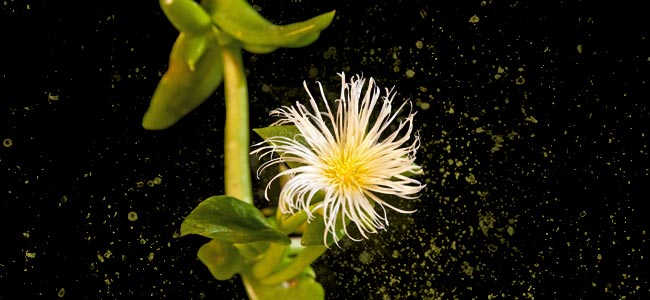 Sceletium Tortuosum Plant Sceletium Tortuosum Plant