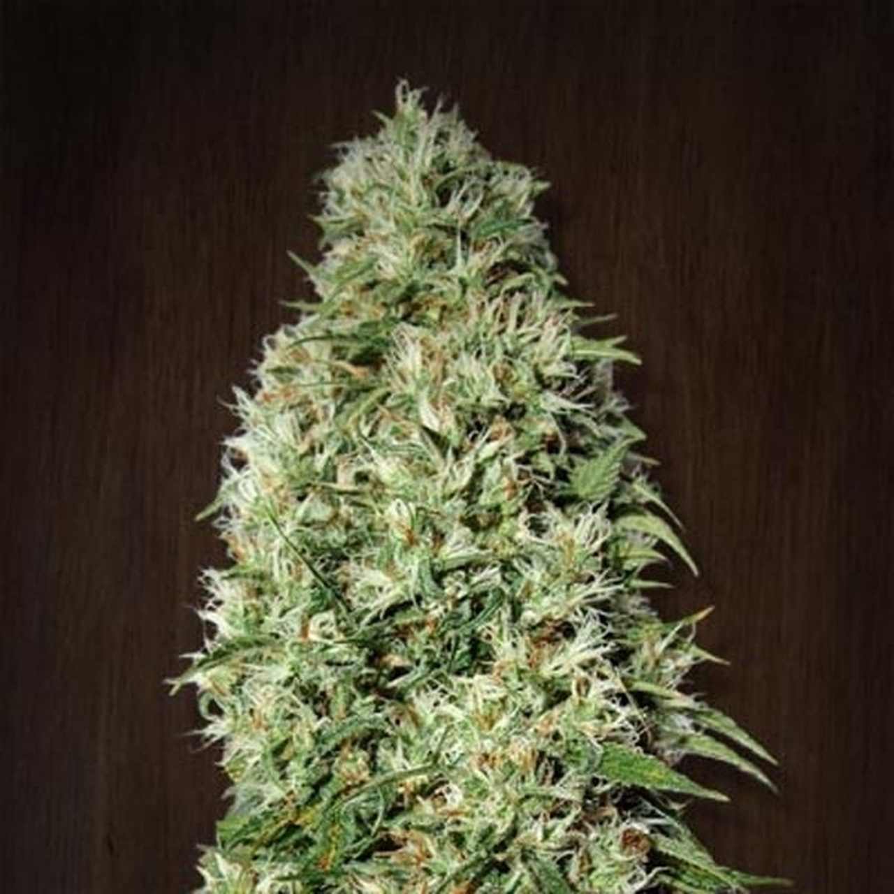 Orient Express (Ace Seeds) Orient Express