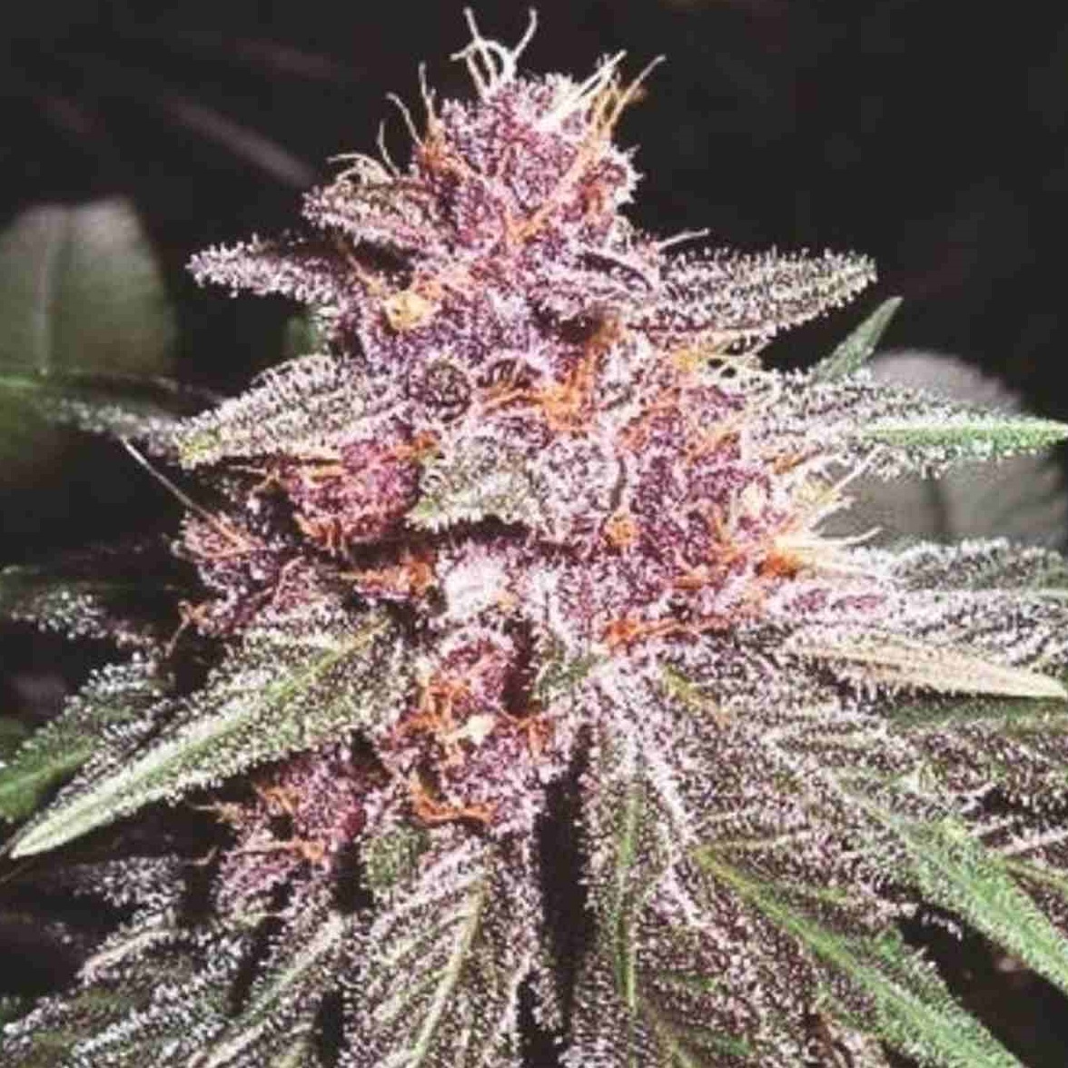 Violeta (Ace Seeds) Violeta