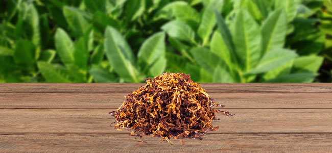 Tobacco (Tabak) Tobacco (Tabak)