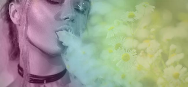 Wat Zijn Vape Kruiden? Wat Zijn Vape Kruiden?