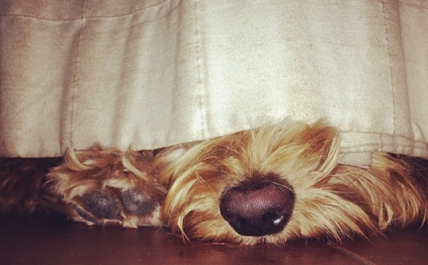 Sherry Hond Sherry Hond