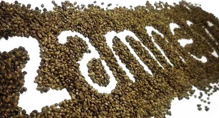 Beste cannabiszaadjes Beste cannabiszaadjes