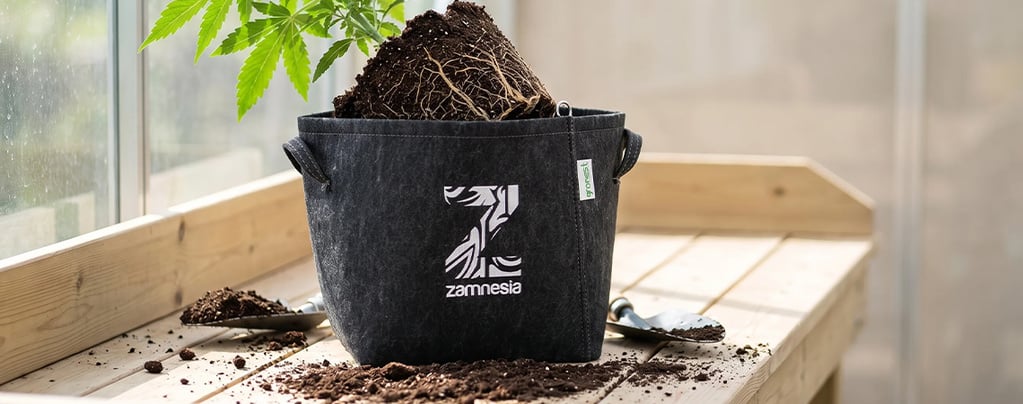 When and How to Transplant Cannabis Plants (Complete Guide)