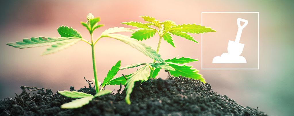 Alles Wat Je Moet Weten Over Het Kweken Van Cannabis In Aarde