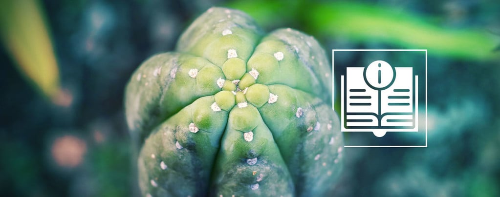 Een Gids Over De San Pedro Cactus