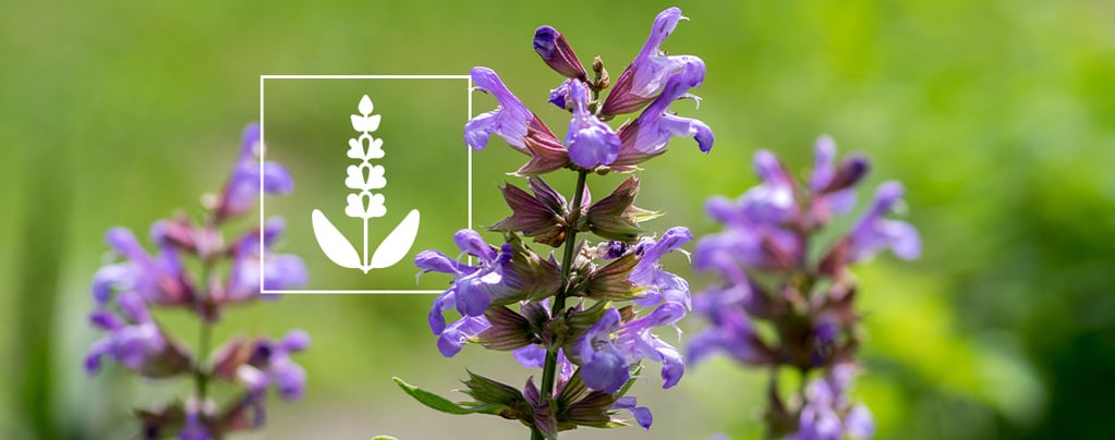 Salvia: alles wat je erover moet weten