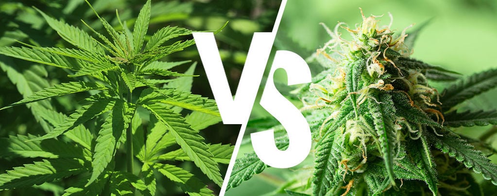 Indica Vs. Sativa: Doet Het Er In 2025 Nog Toe?