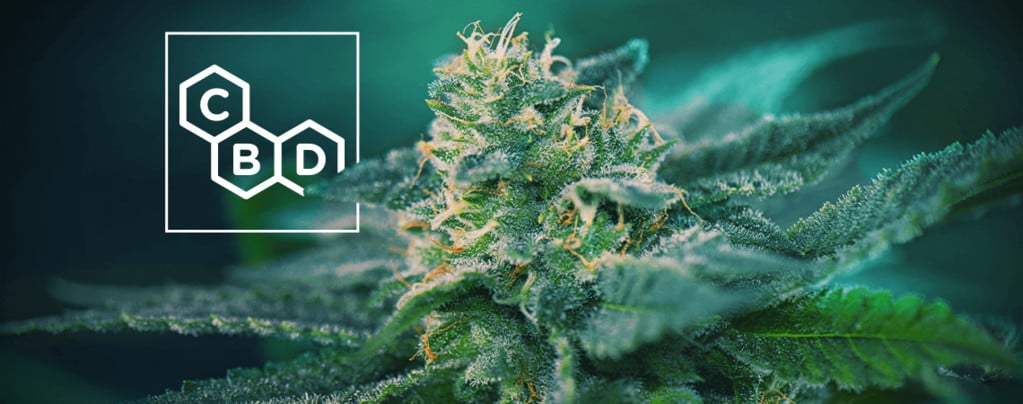 Cannabis Soorten Rijk Aan CBD