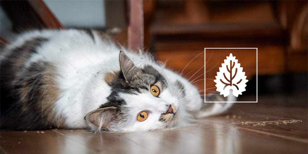 Kattenkruid: alles wat je moet weten
