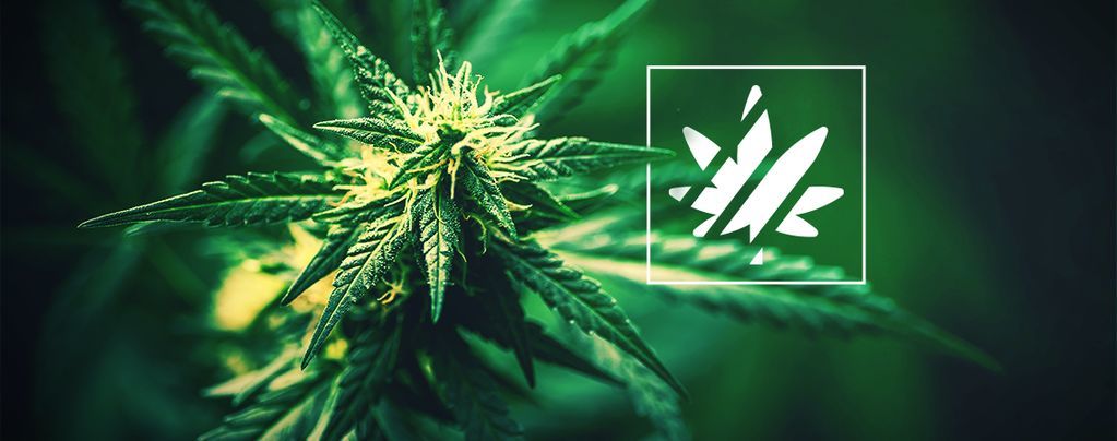 Sativa, Indica, Ruderalis & Hybriden