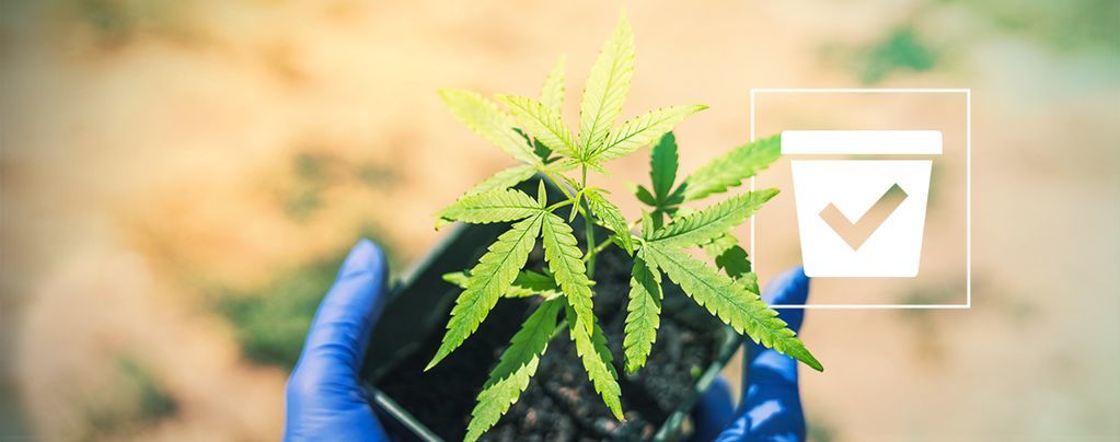 De Juiste Pot Voor Je Cannabis Plant Kiezen