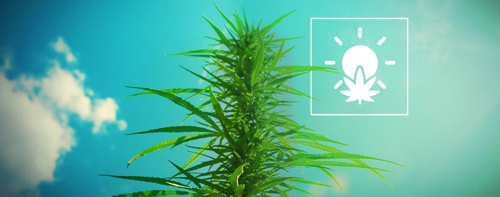 Buiten Cannabis Kweken