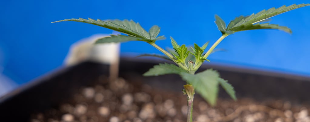 Topping van cannabis: alles wat je moet weten