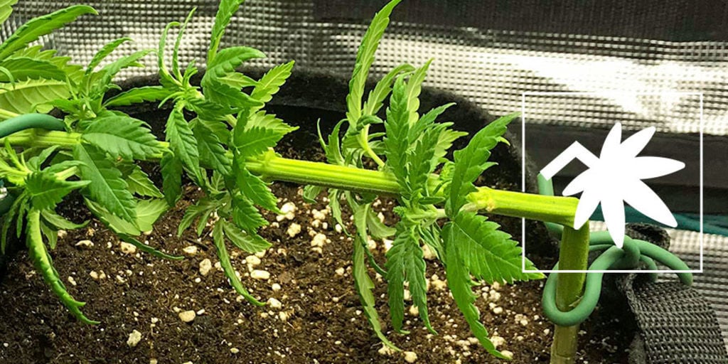 Supercropping Van Wietplanten: Alles Wat Je Moet Weten