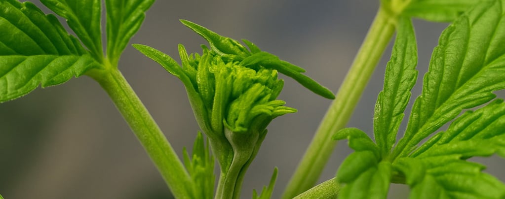 Wietplanten fimmen voor een grotere oogst: wanneer en hoe je moet fimmen