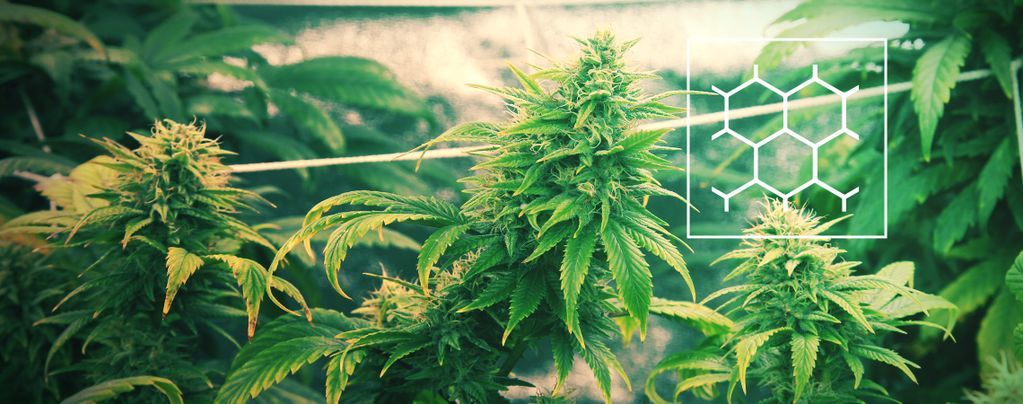 Cannabis Kweken In Een ScrOG