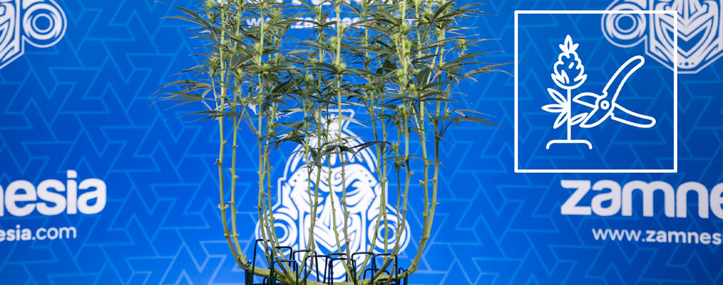 Hoe lollipoppen werkt bij wietplanten