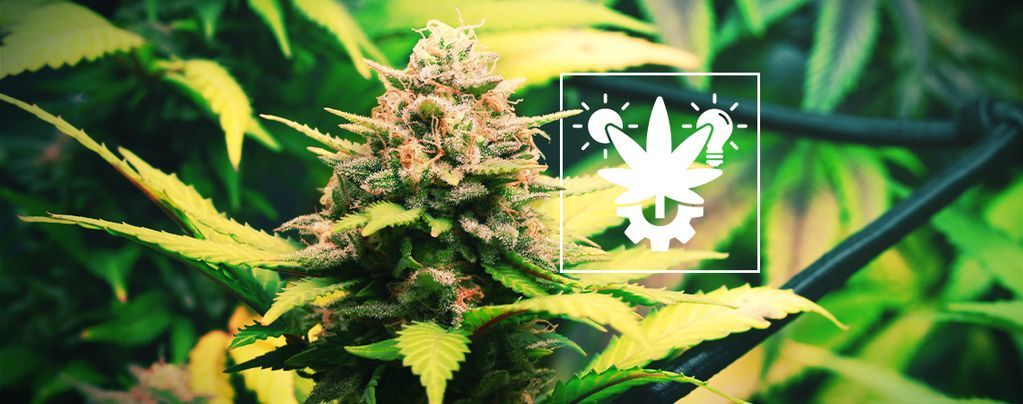 Alles Over Het Kweken Van Autoflowers