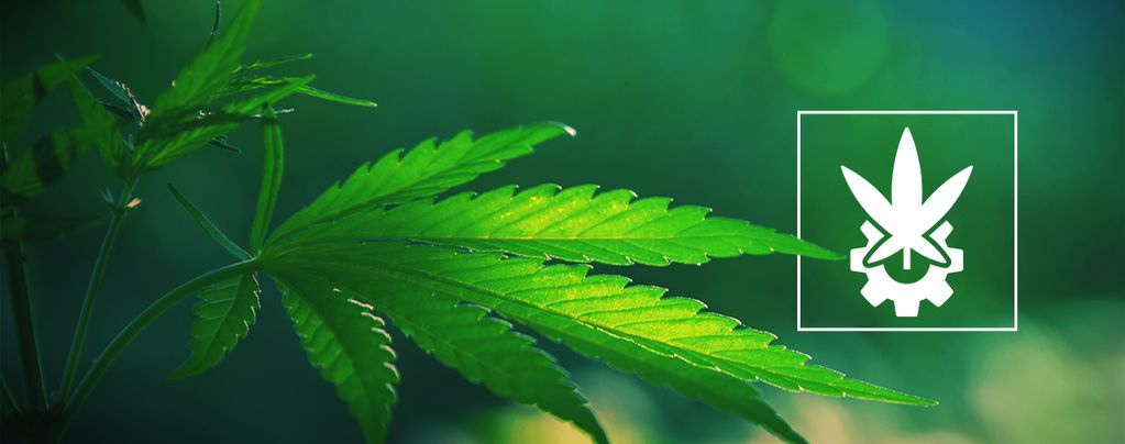 Wat Is Cannabis Ruderalis?