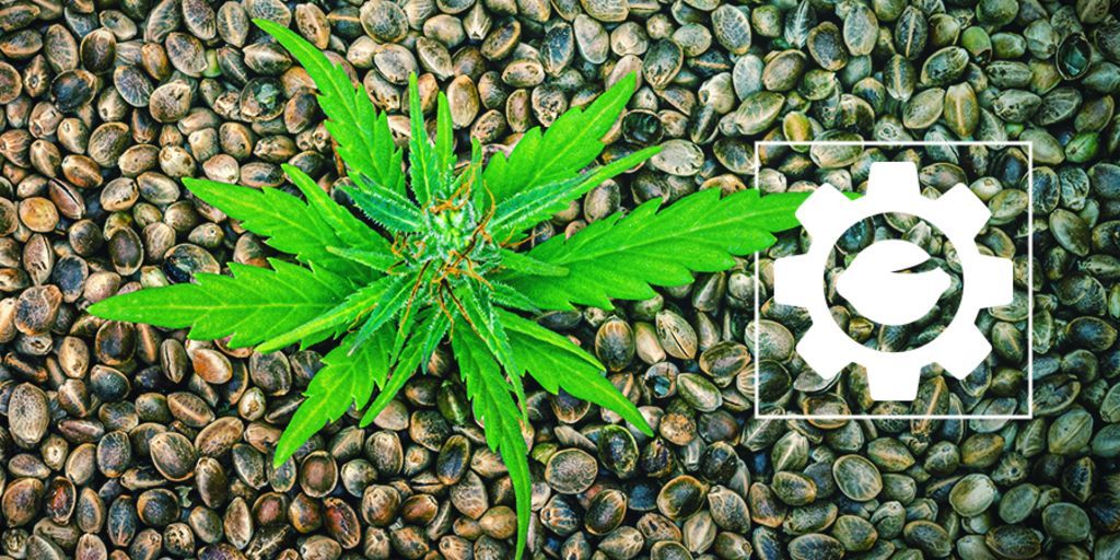 Wat Zijn Autoflowering Wietzaadjes?