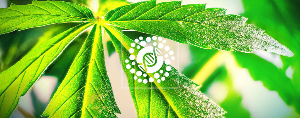 Alles Over Pollen En Het Breeden Van Wiet