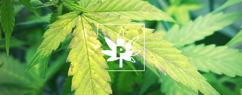 Een Tekort Aan Fosfor Bij Wietplanten