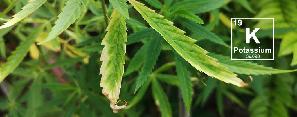 Kaliumtekort in wietplanten