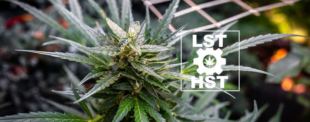 Hoe Train Je Autoflowers?