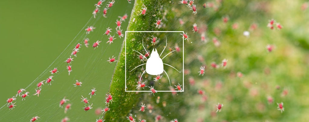 Hoe Bestrijd Je Spint Op Je Wietplanten?