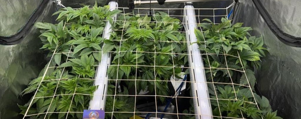 Verlichting onder het bladerdak van wietplanten: boost de groei van onderaf!